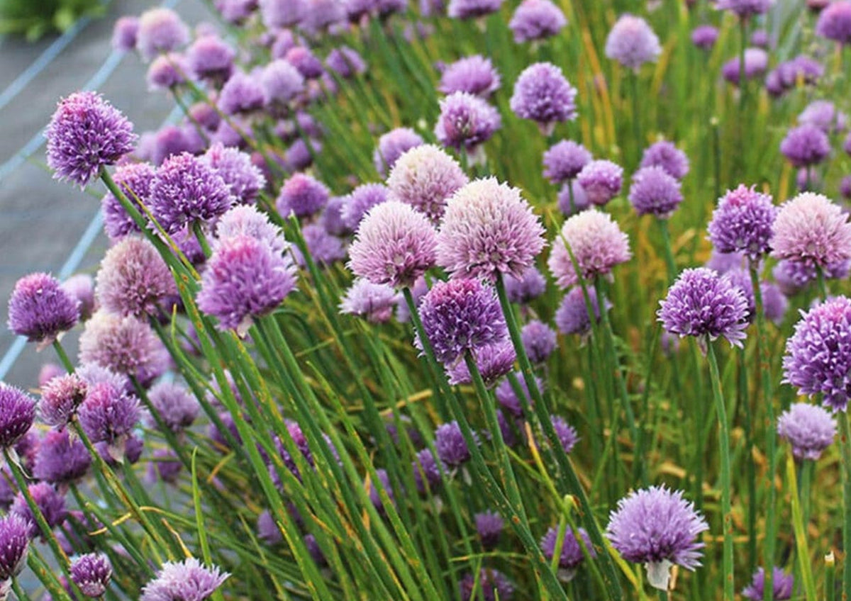 Flowers Edible Chive Flowers (15G) Wellington Fresh