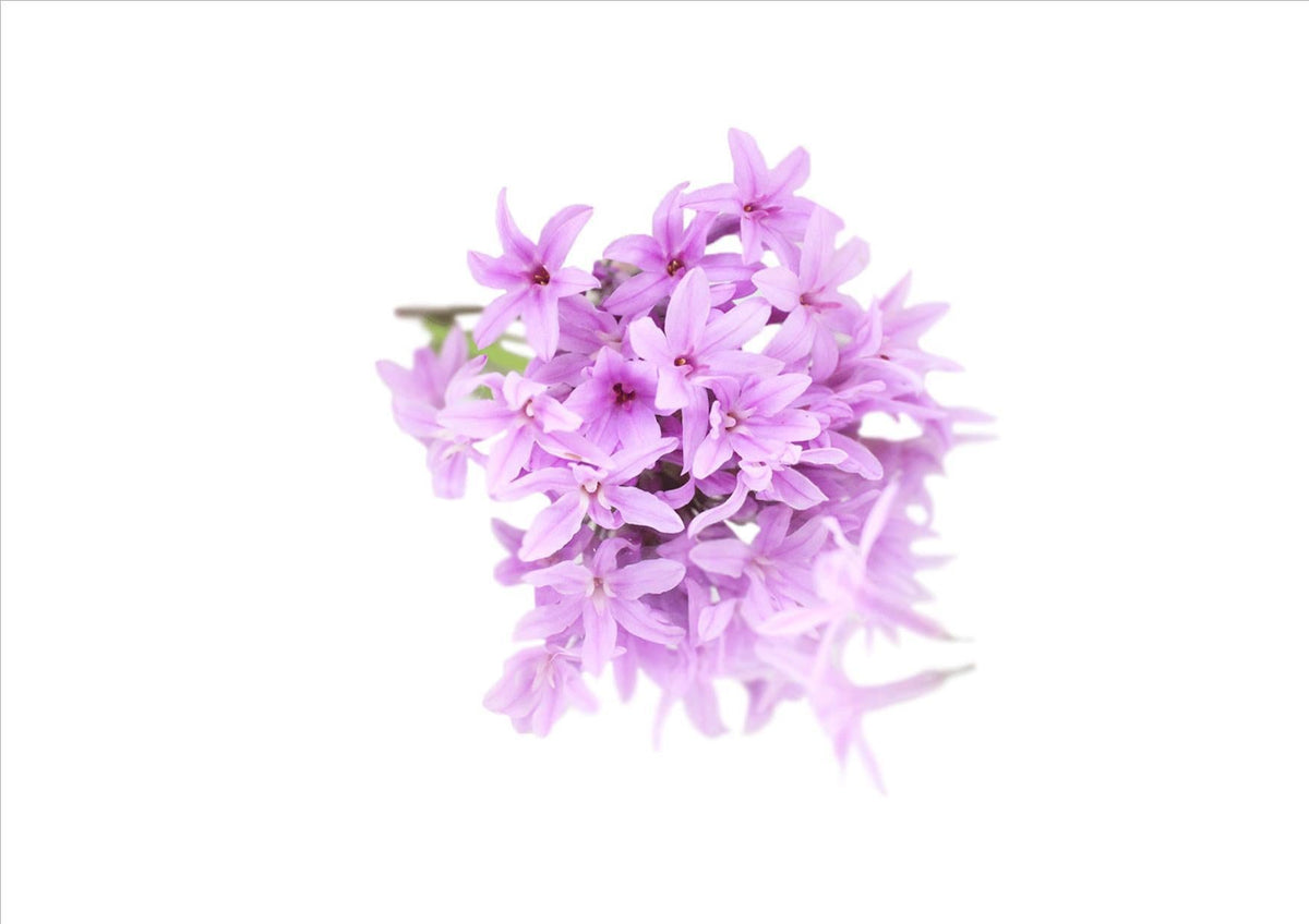 Flowers Edible Garlic (12G) Wellington Fresh