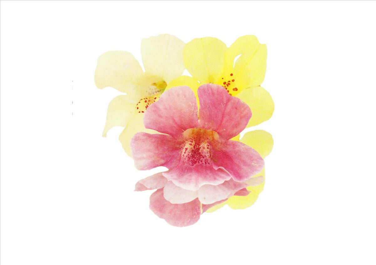 Flowers Edible Mimulus (5G) Wellington Fresh