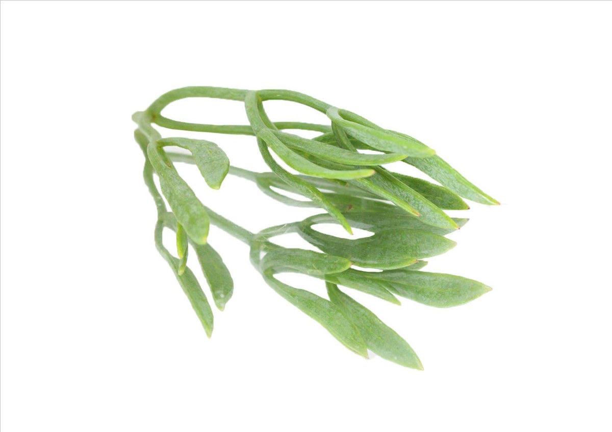 Sea Fennel (Pnt 30G) Wellington Fresh