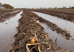 The Potato Challenge: Understanding the Current Crisis and Exploring Alternatives