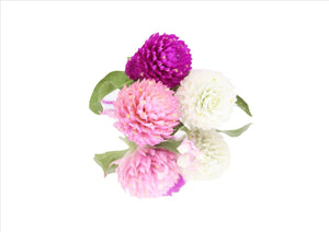 Flowers Amaranth Pom Pom (Globe Amaranth) (15G)