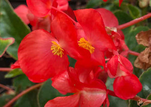 Flowers Edible Apple Blossoms (Begonia) (18G)