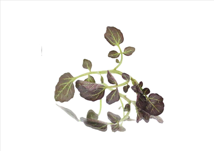 Baby Red Watercress (110G Pnt)