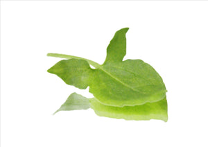 Buckler Sorrel (Pnt 30G)