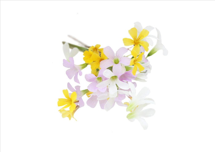 Flowers Edible Butterfly Sorrel (15 Flowers)