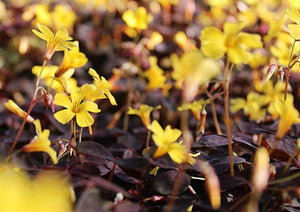 Flowers Edible Butterfly Sorrel (15 Flowers)