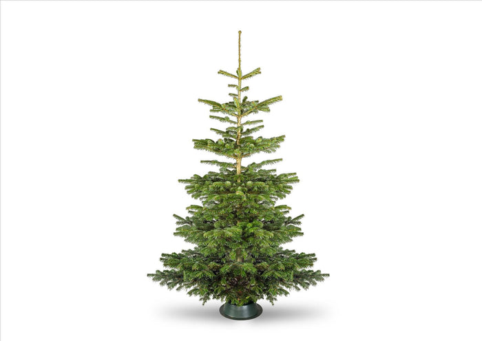 Christmas Tree - Premium Nordmann Fir (Various Sizes - 3ft - 10ft)