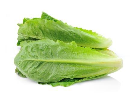 Lettuce Cos (Romaine)