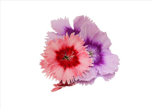 Flowers Edible Dianthus (12-15 Flowers)