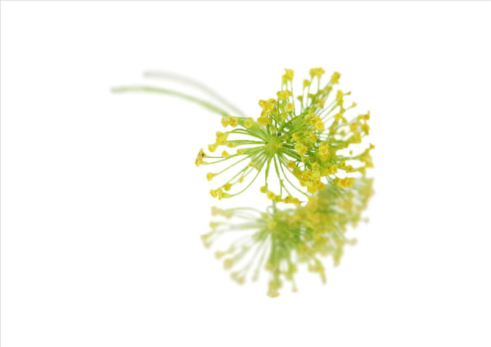 Dill Crowns (Pnt 30G)