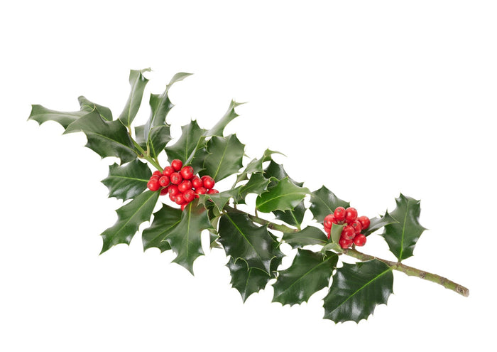 Decorative Holly (Box Approx 3Kg)