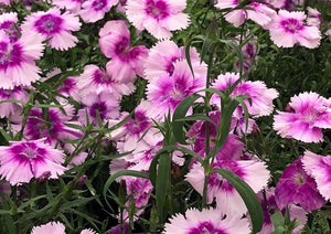 Flowers Edible Dianthus (12-15 Flowers)