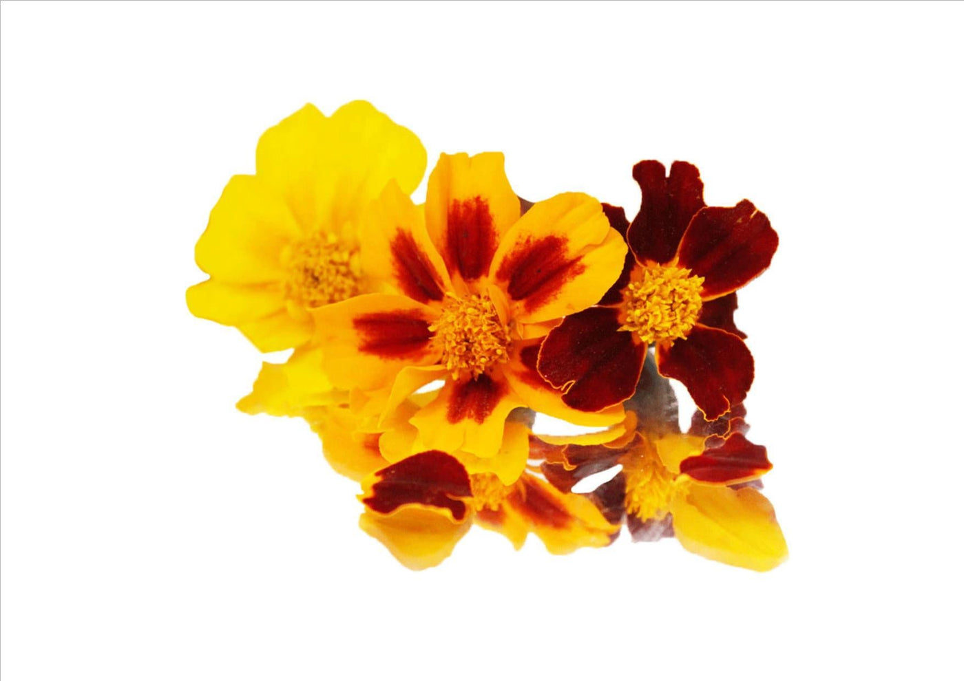 Flowers Edible Tagetes (912 Flowers) Wellington Fresh