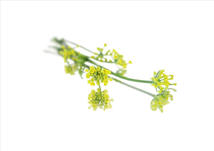 Fennel Flowers (Pnt 20G)