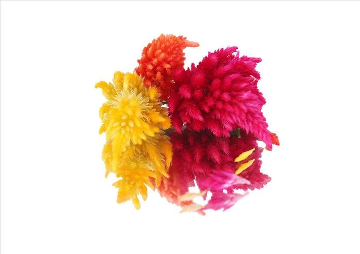 Flowers Edible Fire Feather (14G)