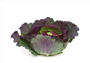 January King Cabbage (Each)