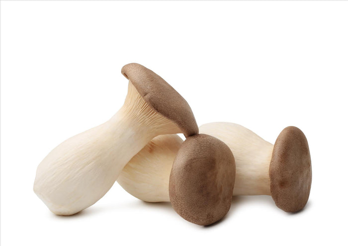 King Oyster Mushrooms (Each)