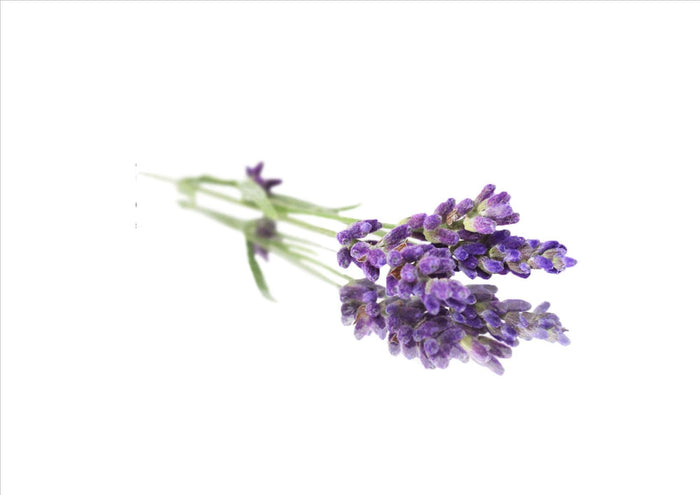 Lavender Flowers (Pnt 20G)