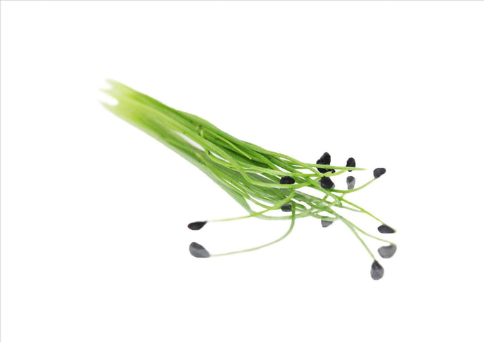 Micro Garlic Chives (Pnt 30G)