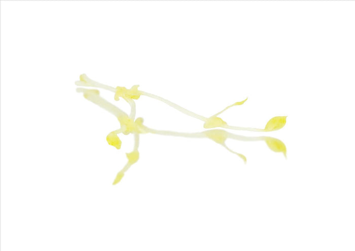 Golden Peashoots (Pnt 30G)