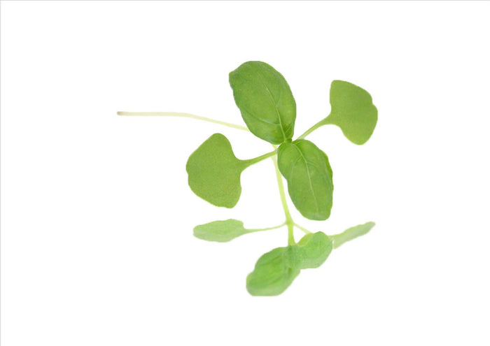 Micro Basil Green (Pnt 25G)