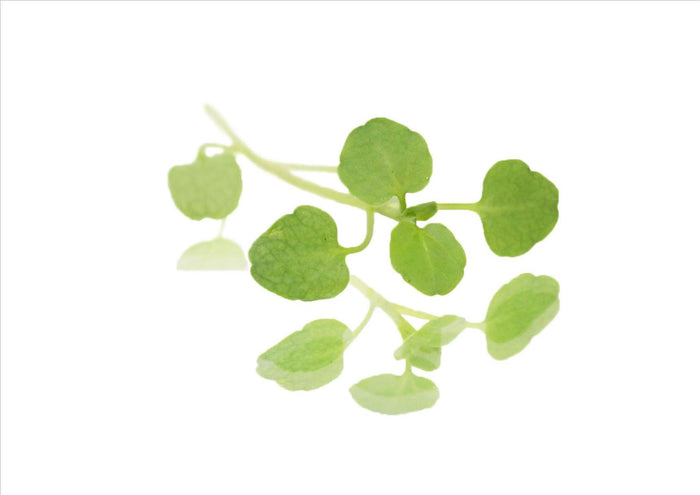 Micro Green Watercress (Pnt 30G)