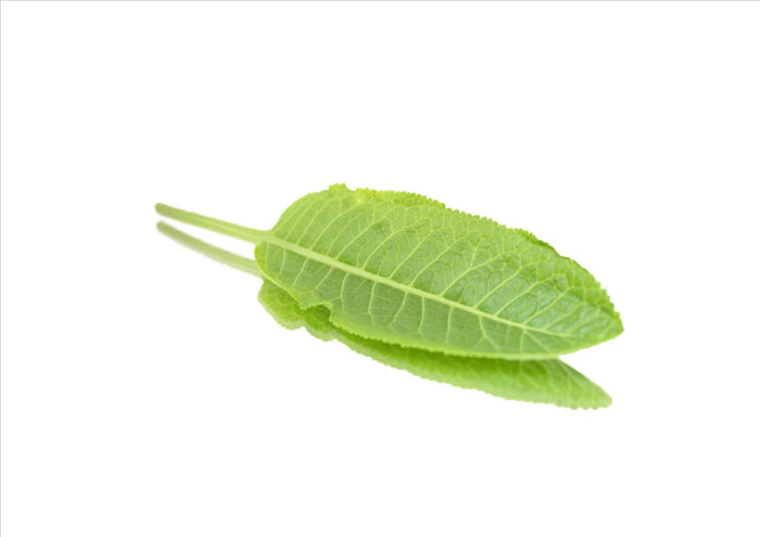 Micro Horseradish Shoots  (Pnt 30G)