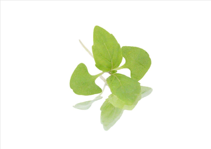 Lemon Basil Micro Herb (Pnt 30G)