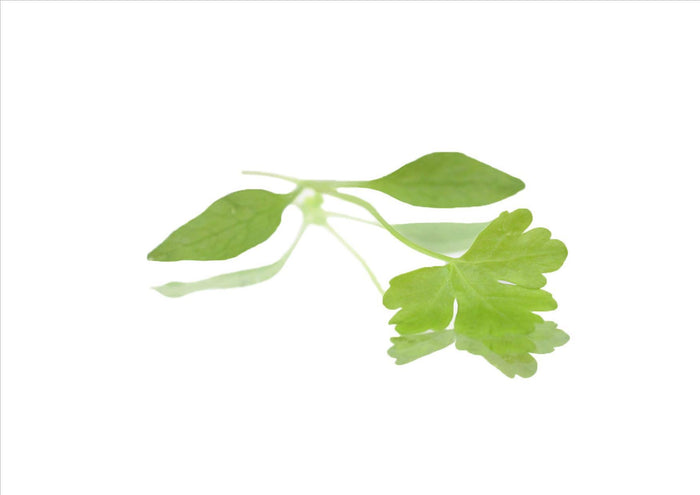 Micro Flat Parsley (Pnt 30G)