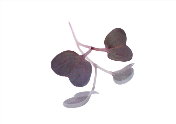 Micro Purple Radish (Pnt 30G)