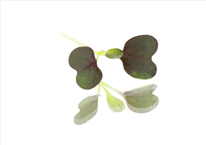 Micro Red Pak Choi (Pnt 30G)