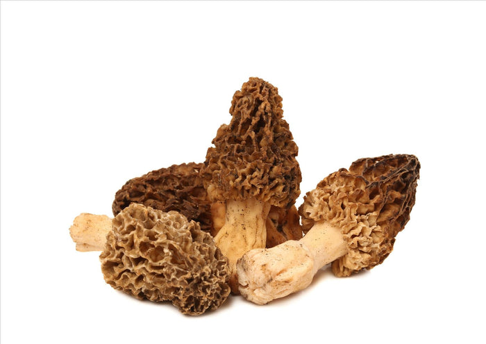 Fresh Morel Mushrooms (200g)