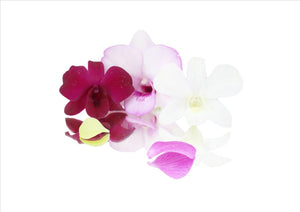 Flowers Edible Orchids (7-10 Flowers)