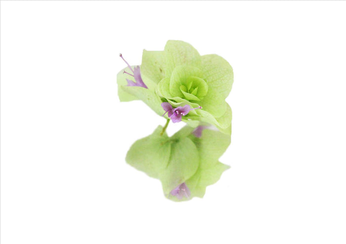 Flowers Edible Oregano (4G)