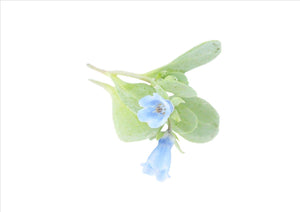 Oyster Leaf Flowers (Pnt 30G)