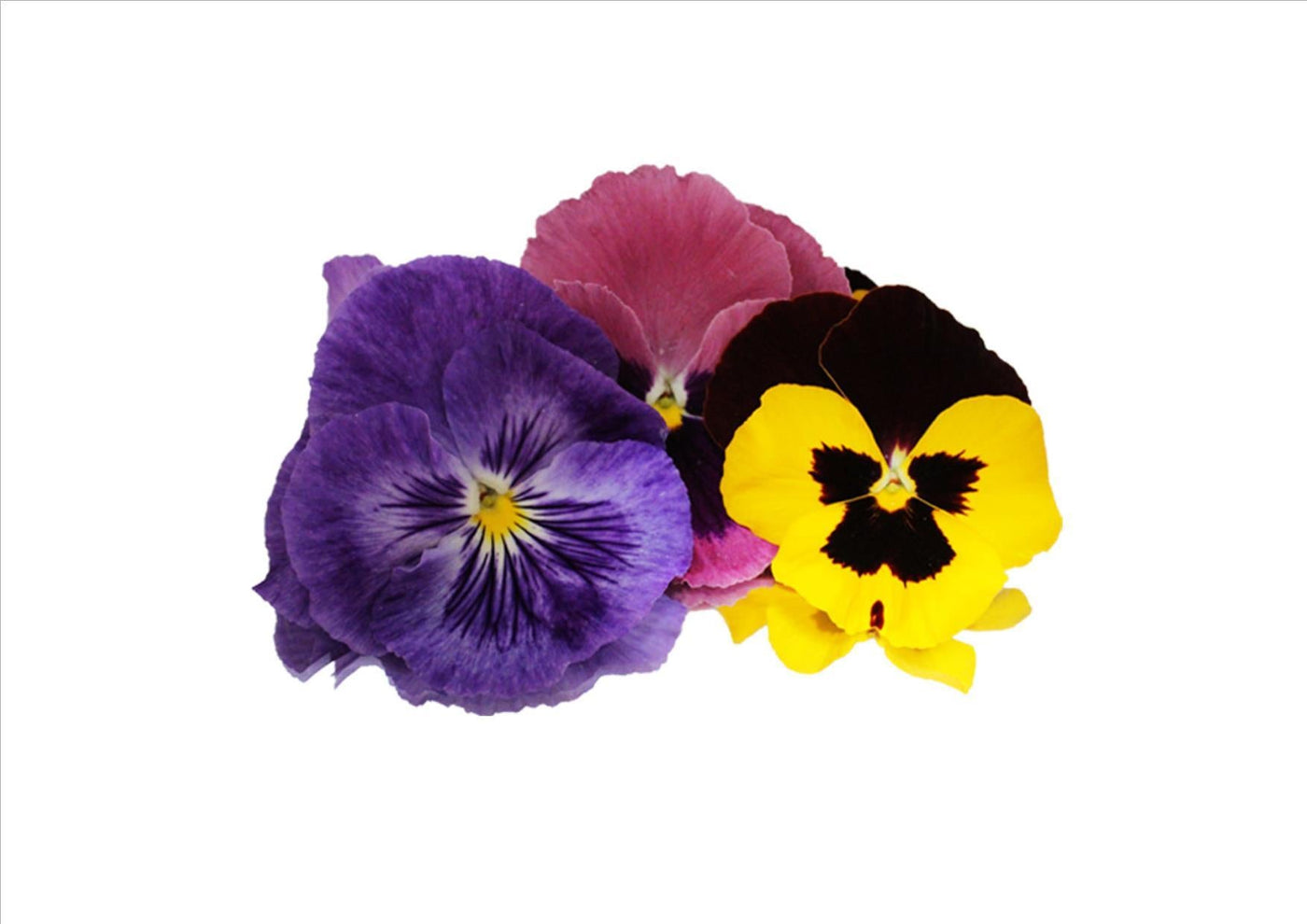 Edible Flower Cookies - Two Cups Flour