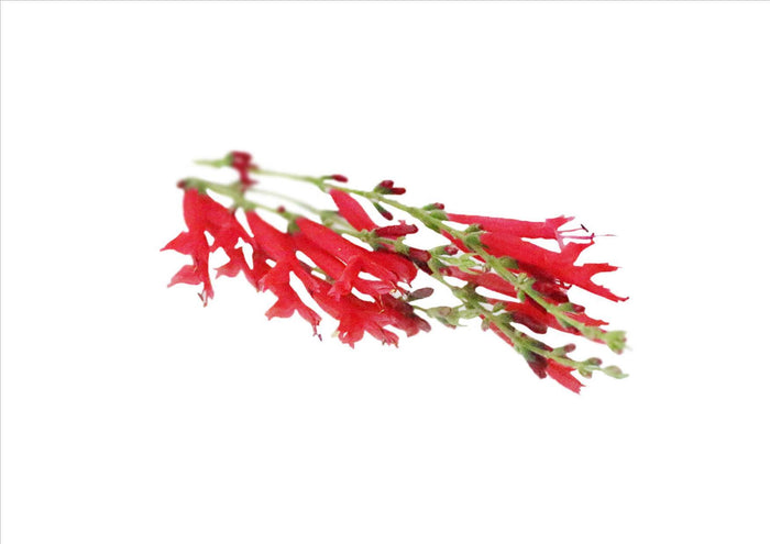 Flowers Edible Pineapple Sage (15 Flowers)