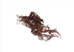 Red Seaweed (Gracilaria) (Pnt)