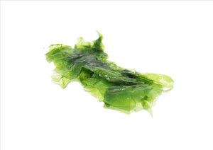 Seaweed Green (Sea Lettuce) (Pnt)
