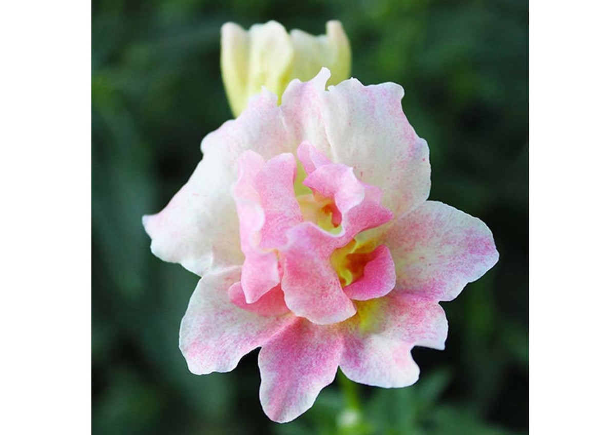 Flowers Edible Snapdragon (14 Flowers) Wellington Fresh