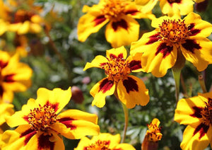 Flowers Edible Tagetes (Marigold) (9-12 Flowers)