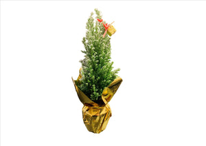 Mini Christmas Tree (35cm)