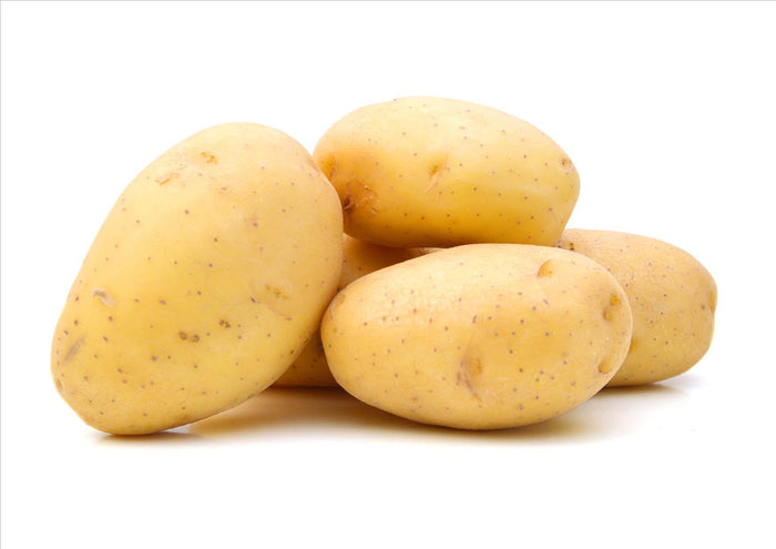Potato Maris Piper